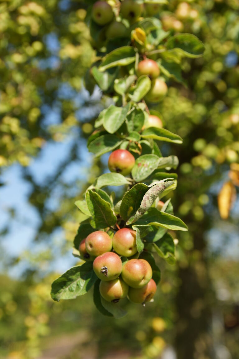 Malus 'Butterball'