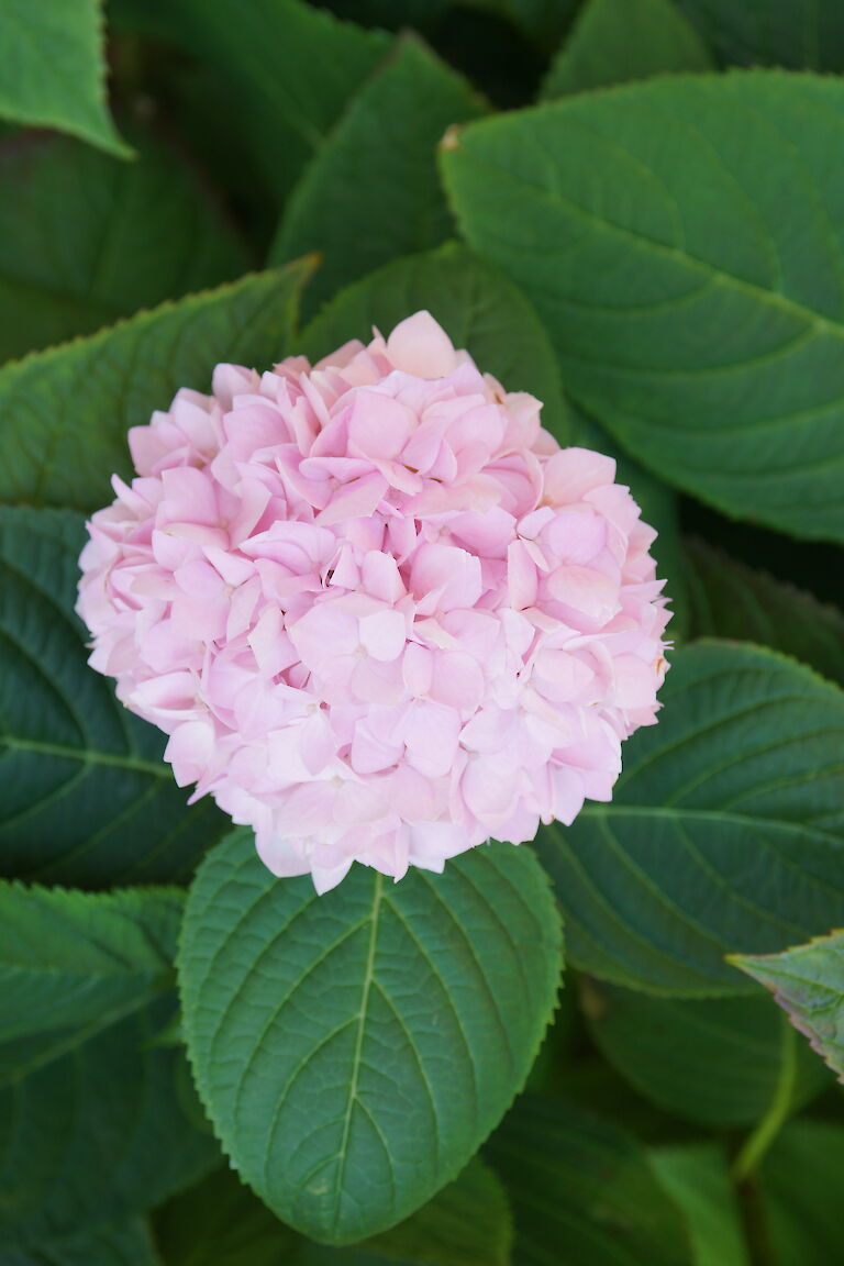 Hydrangea macrophylla rosa