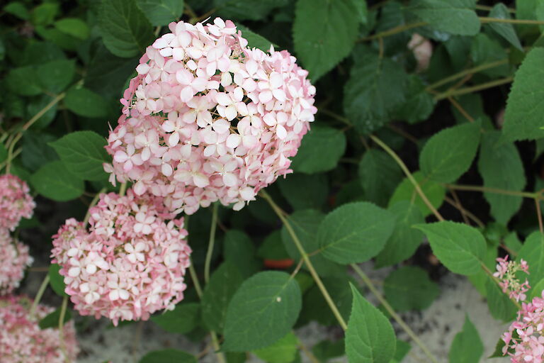 Hydrangea arborescens 'Pink Annabelle'