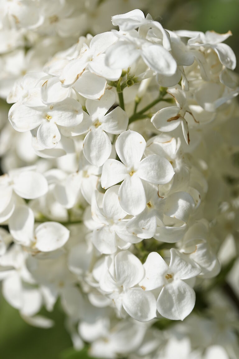 Syringa hyacinthiflora Sister Justina