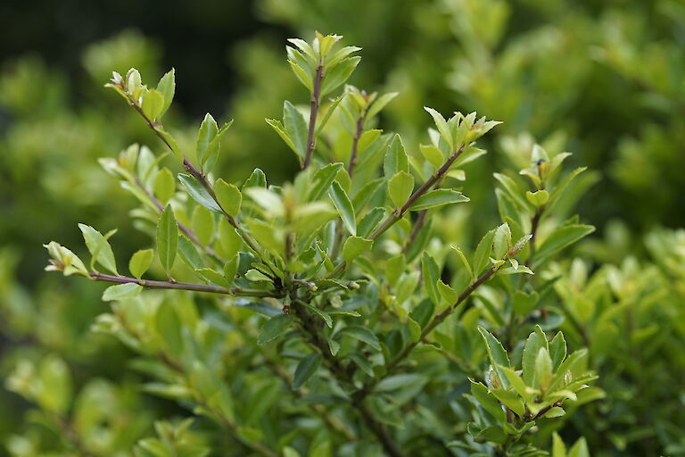 Ilex crenata Twiggy