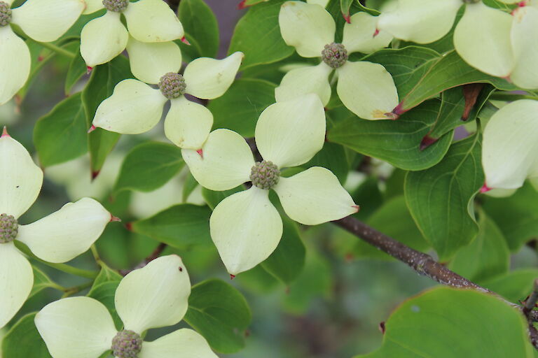 Cornus kousa