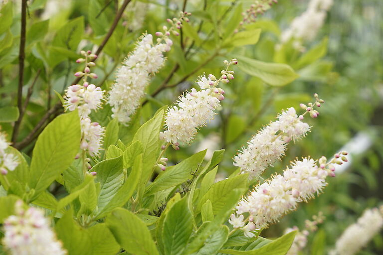 Clethra alnifolia