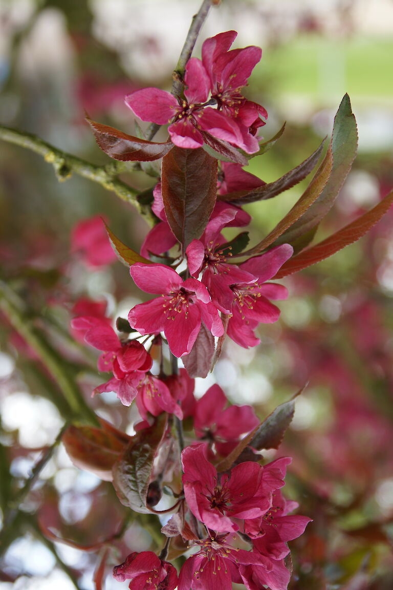 Malus Dark Rosalyn Dark Rosaleen