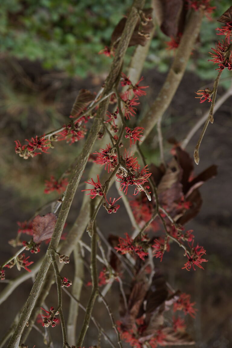 Hamamelis intermedia 'Twilight'