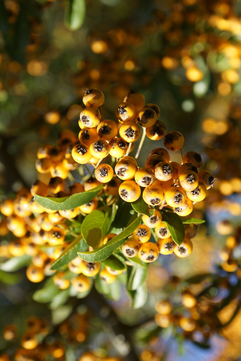 Pyracantha