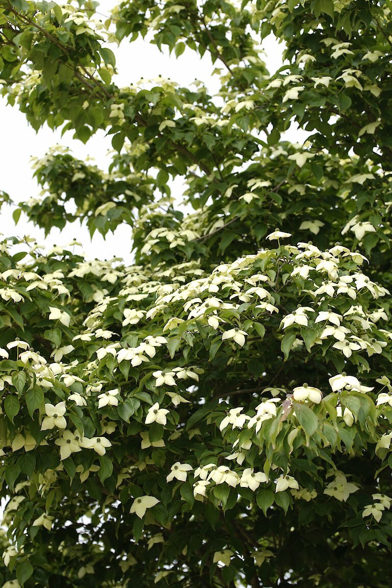 Cornus kousa var. chinensis Kreuzdame