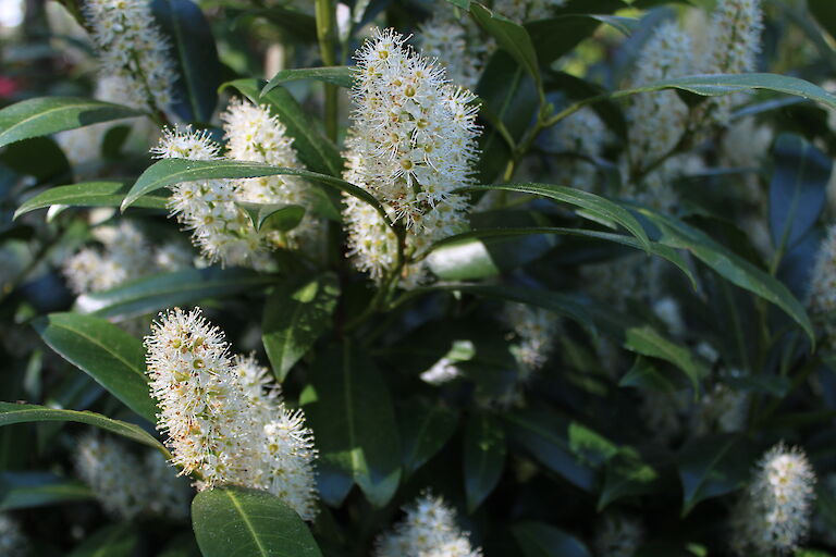 Prunus laurocerasus 'Mount Vernon'