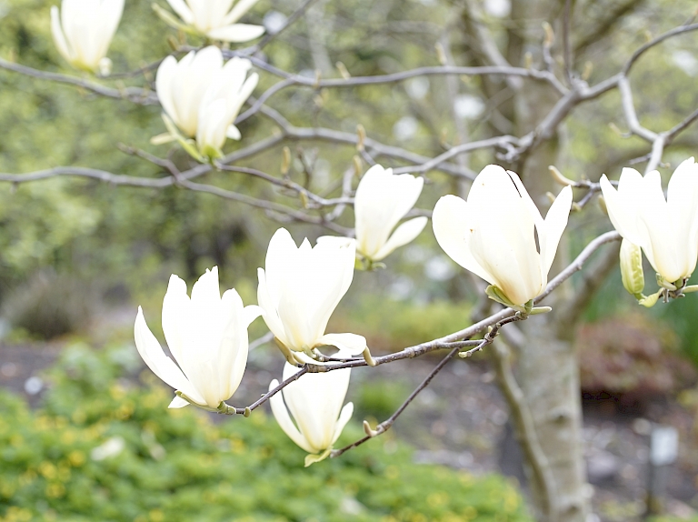 Magnolia Ivory Chalice