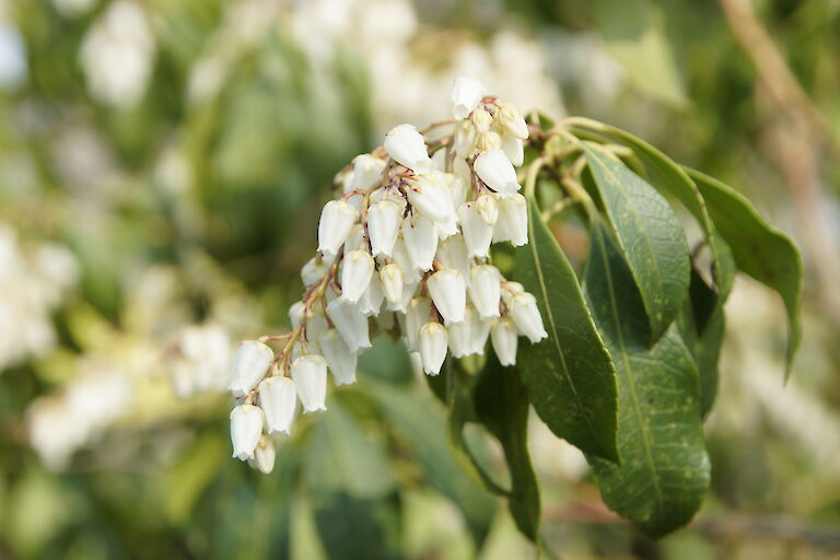 Pieris japonica