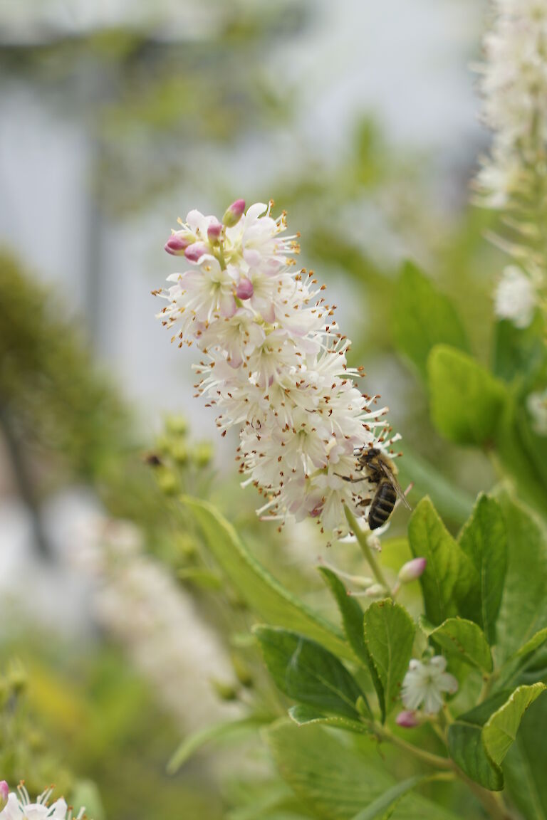 Clethra alnifolia Insekt