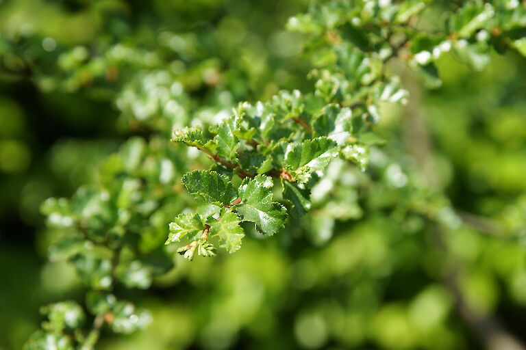 Nothofagus antarctica