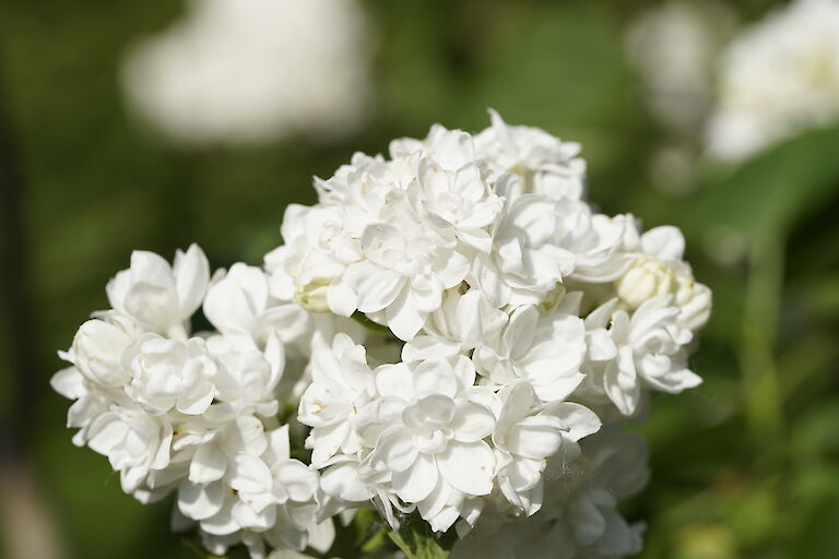 Syringa vulgaris Monique Lemoine