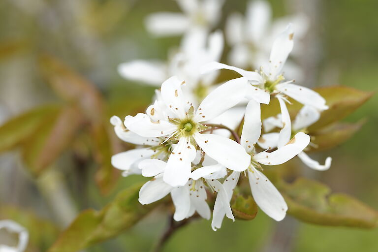 Amelanchier Ballerina