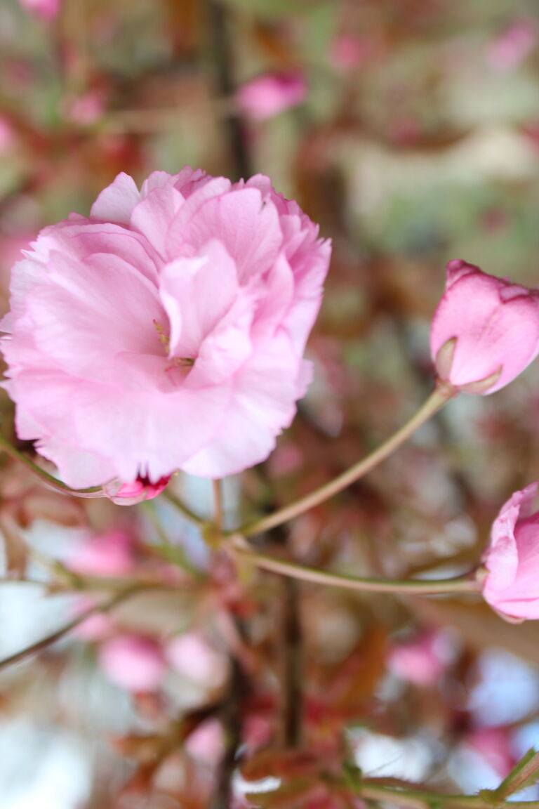 Prunus serrulata 'Kanzan'