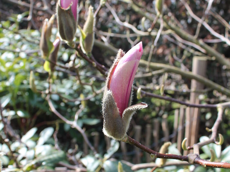 Magnolia liliflora 'Susan'