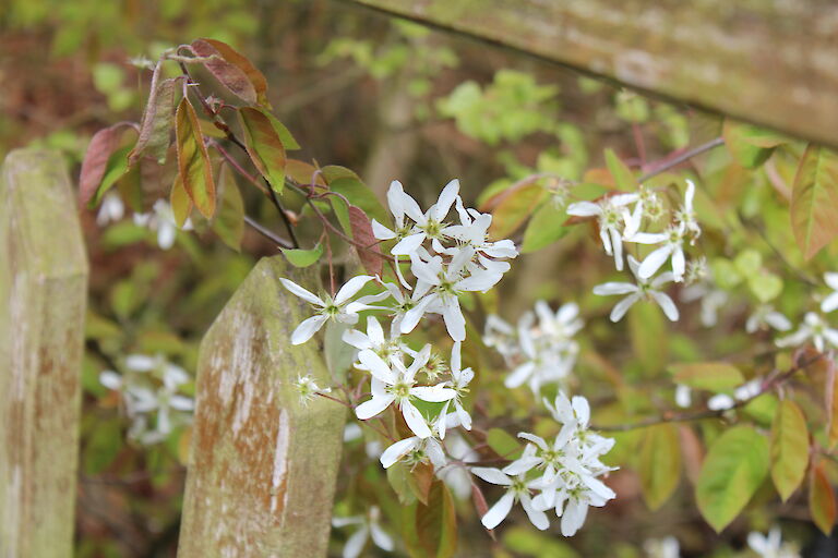 Amelanchier lamarckii