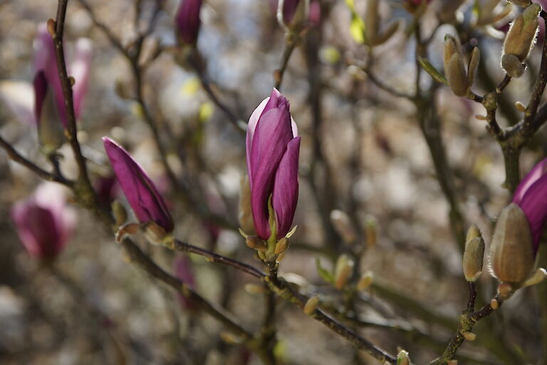 Magnolia Knospe