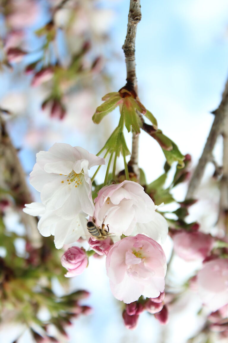 Prunus serrulata Insekt