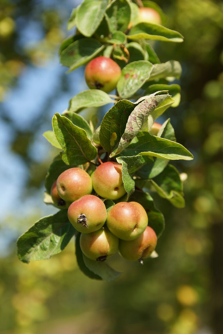 Malus 'Butterball'