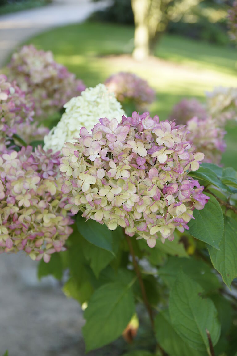 Hydrangea paniculata 'Limelight'