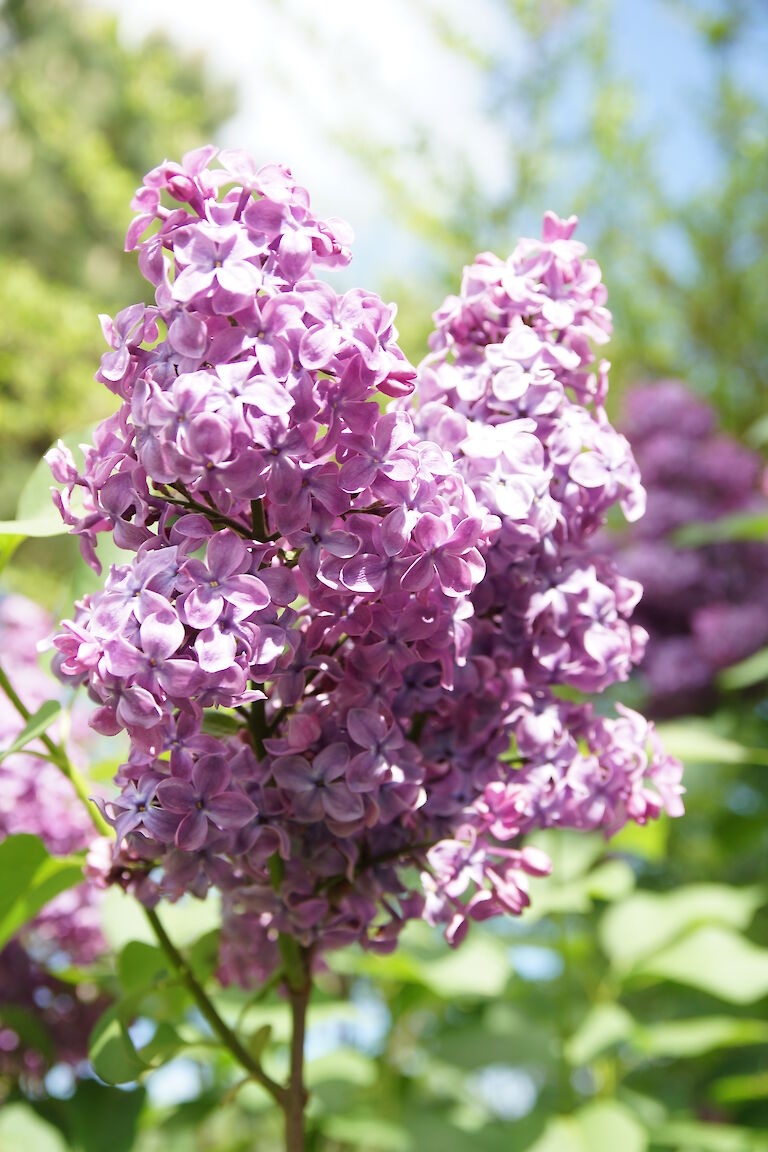 Syringa vulgaris Amor