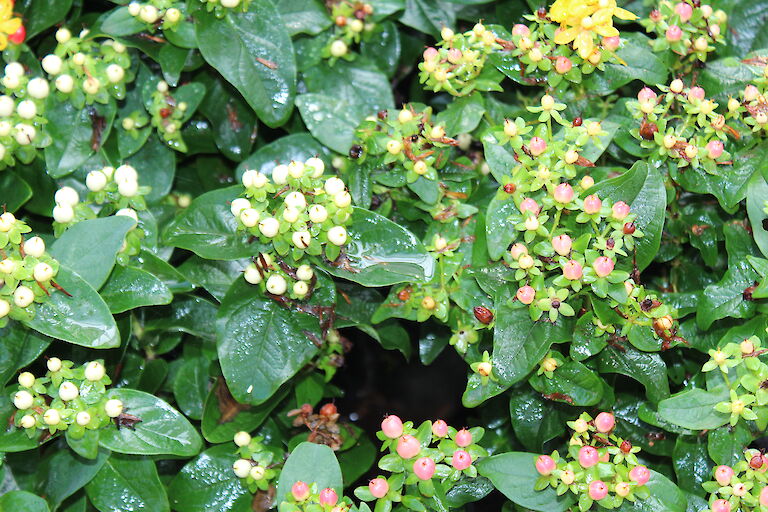 Hypericum inodorum 'Magical in Sorten'