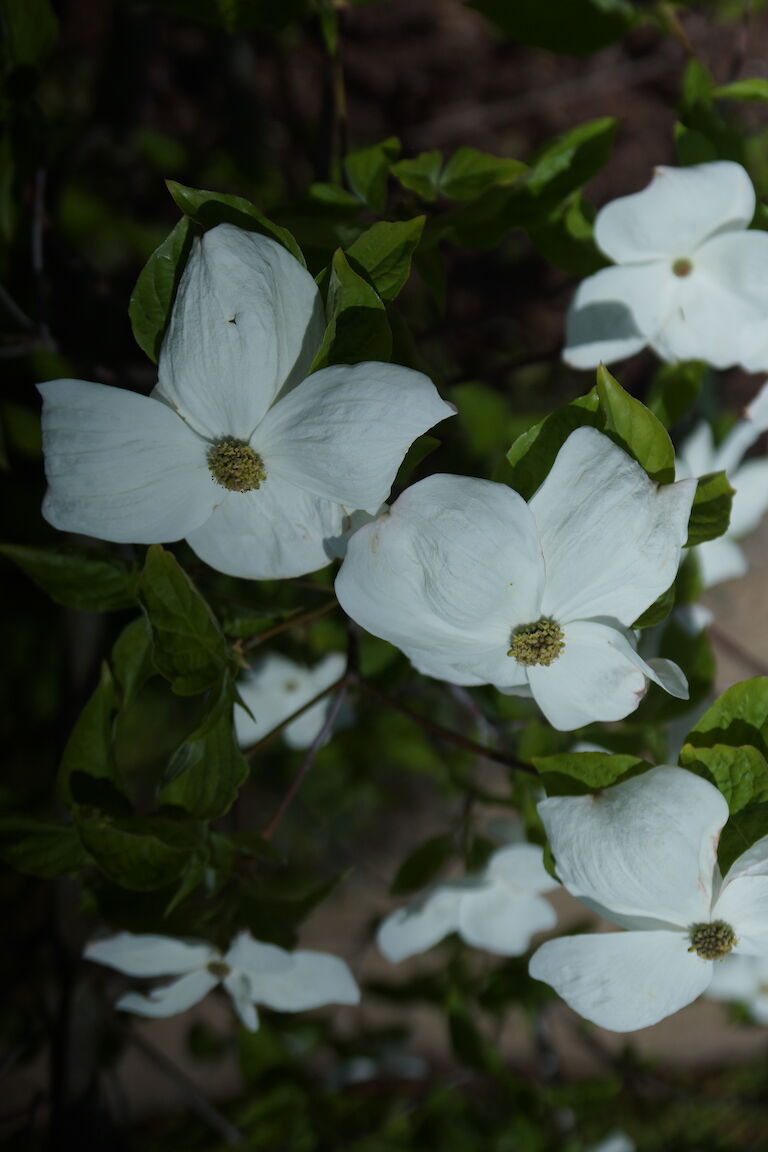 Cornus 'Eddie's White Wonder'