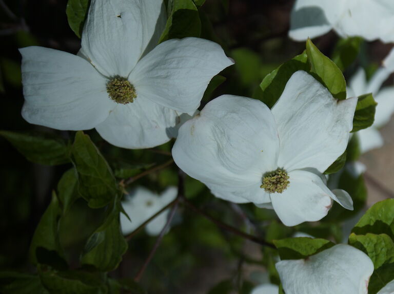 Cornus 'Eddie's White Wonder'