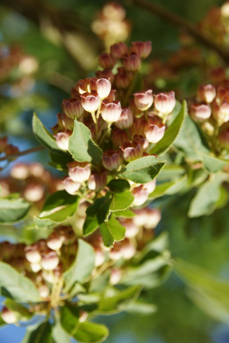 Enkianthus campanulatus