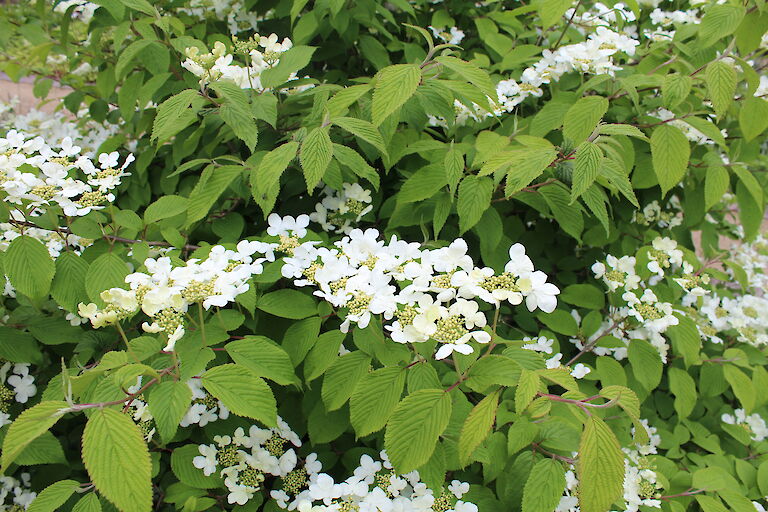 Viburnum plicatum 'Watanabe'