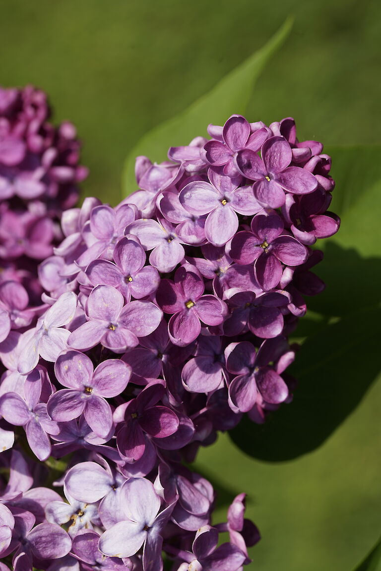 Syringa vulgaris President Roosevelt