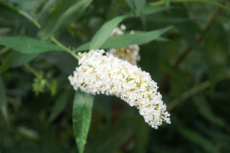 Buddleja davidii weiß