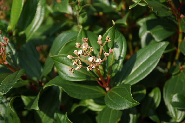 Virburnum davidii