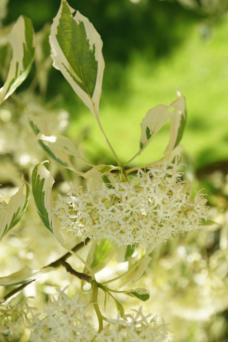 Cornus controversa 'Variegata'