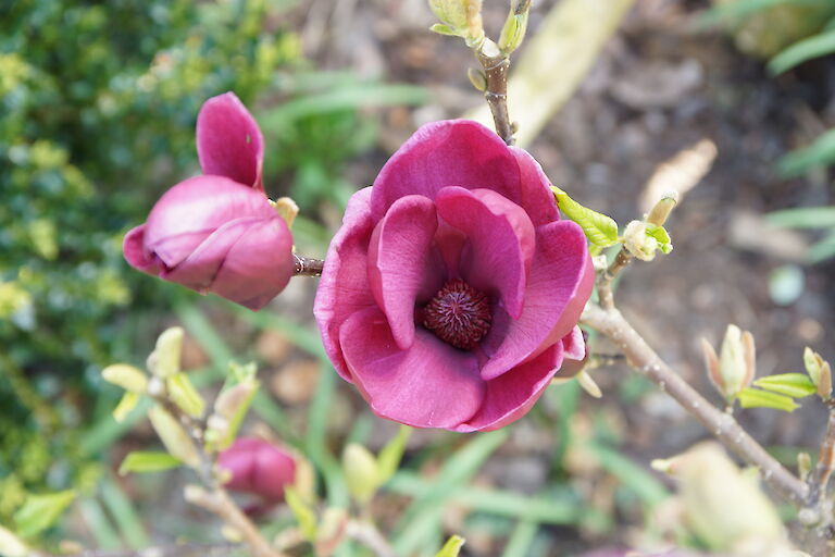 Magnolia 'Genie'