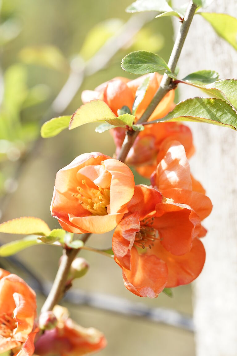 Chaenomeles superba Fusion