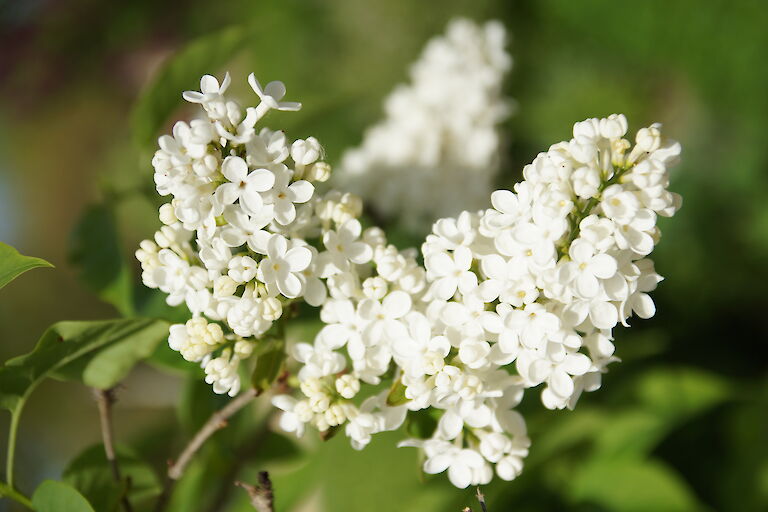  Syringa vulgaris 'Madame Florent Stepman'