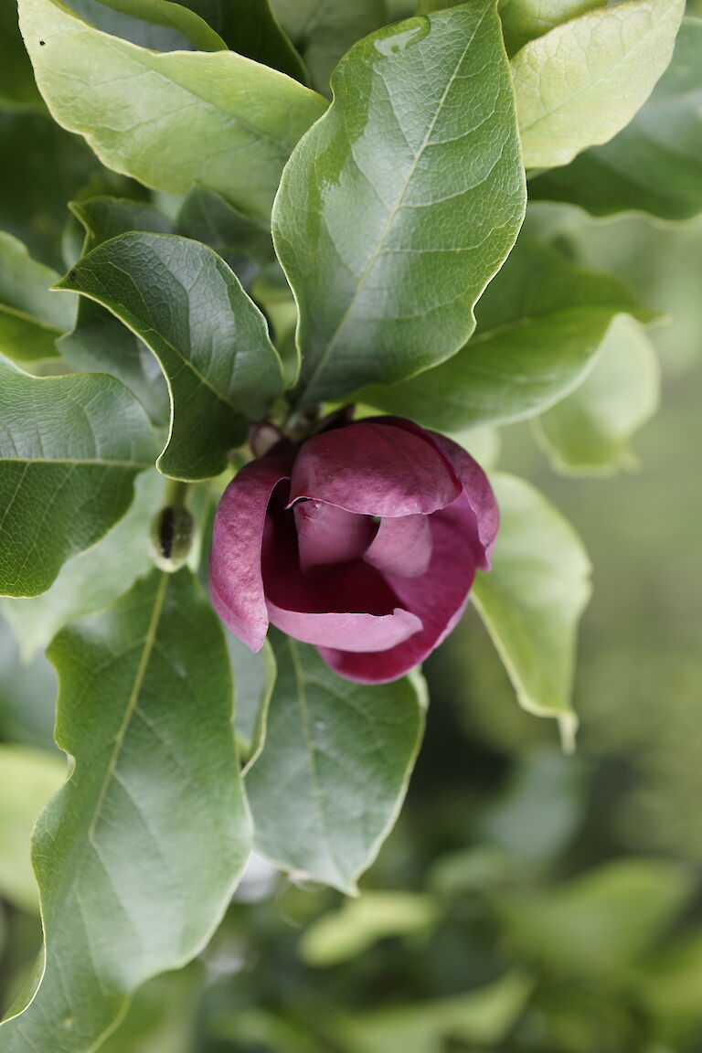 Magnolia 'Genie'