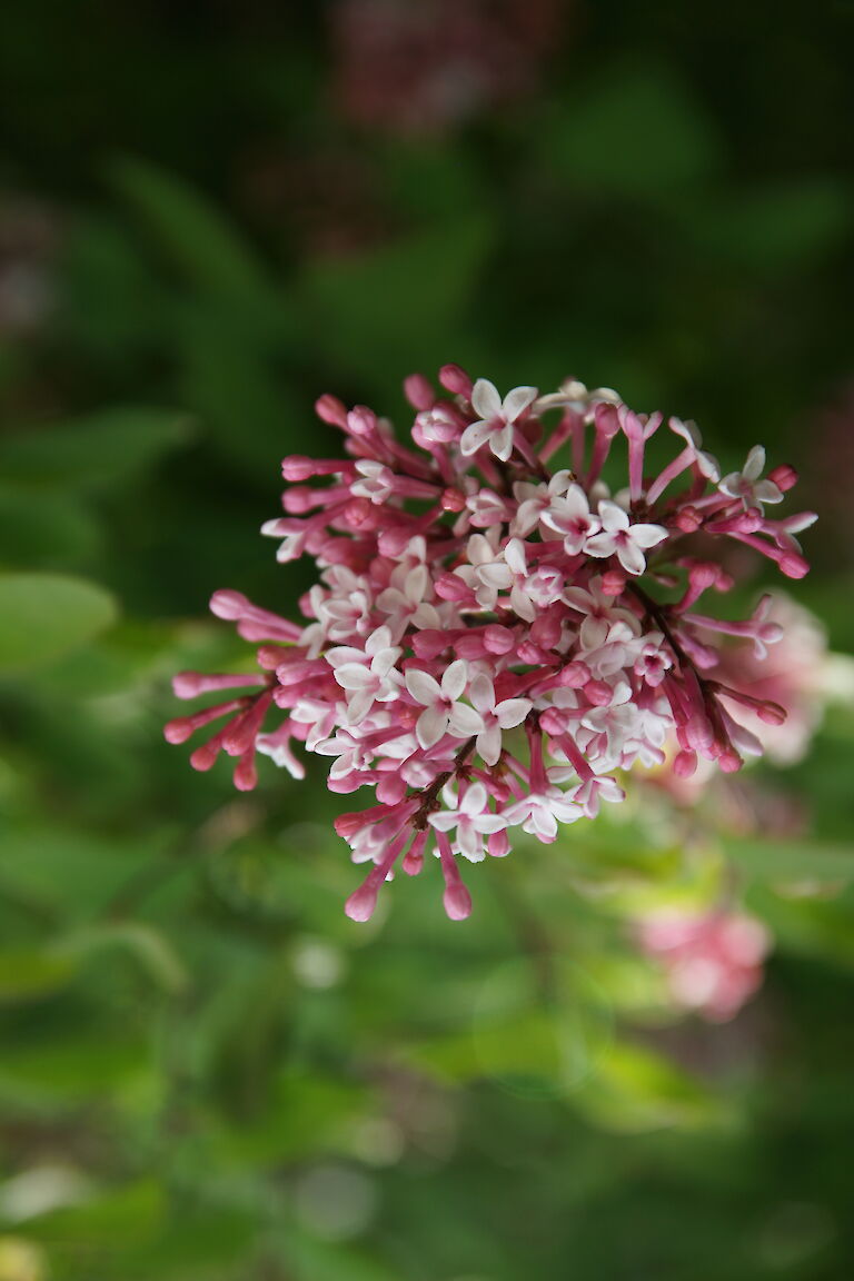 Syringa microphylla 'Superba'