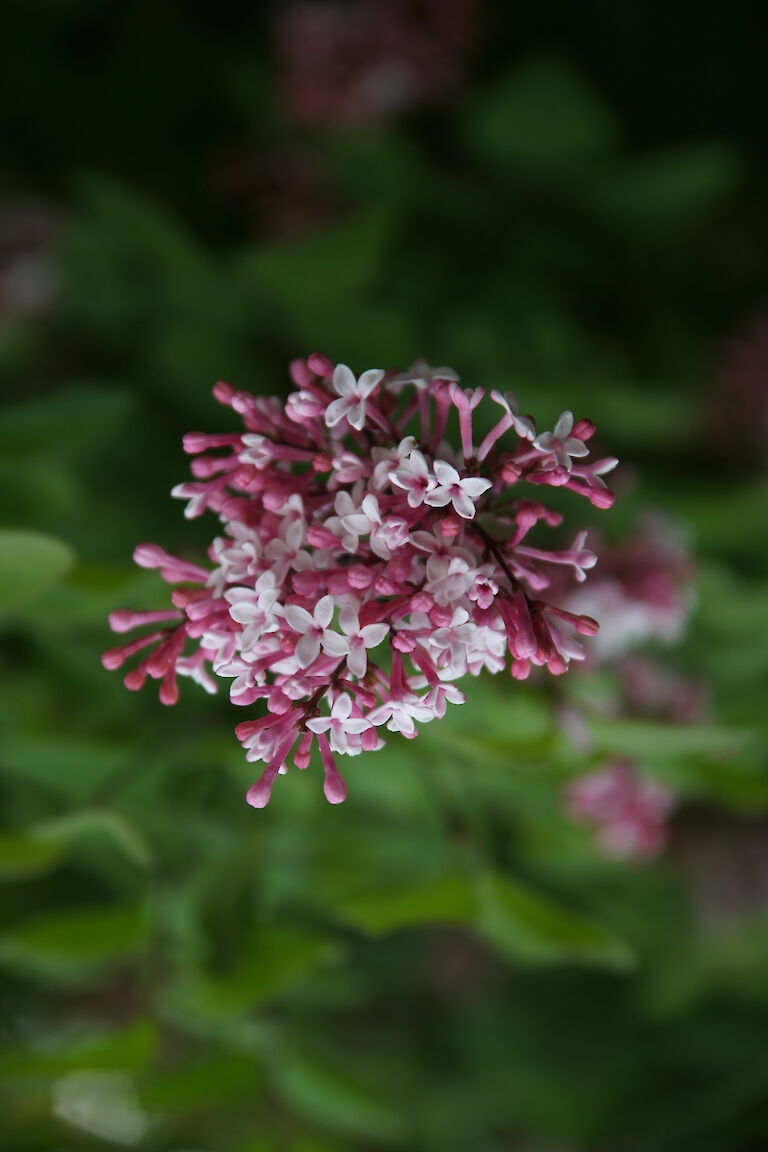 Syringa microphylla 'Superba'