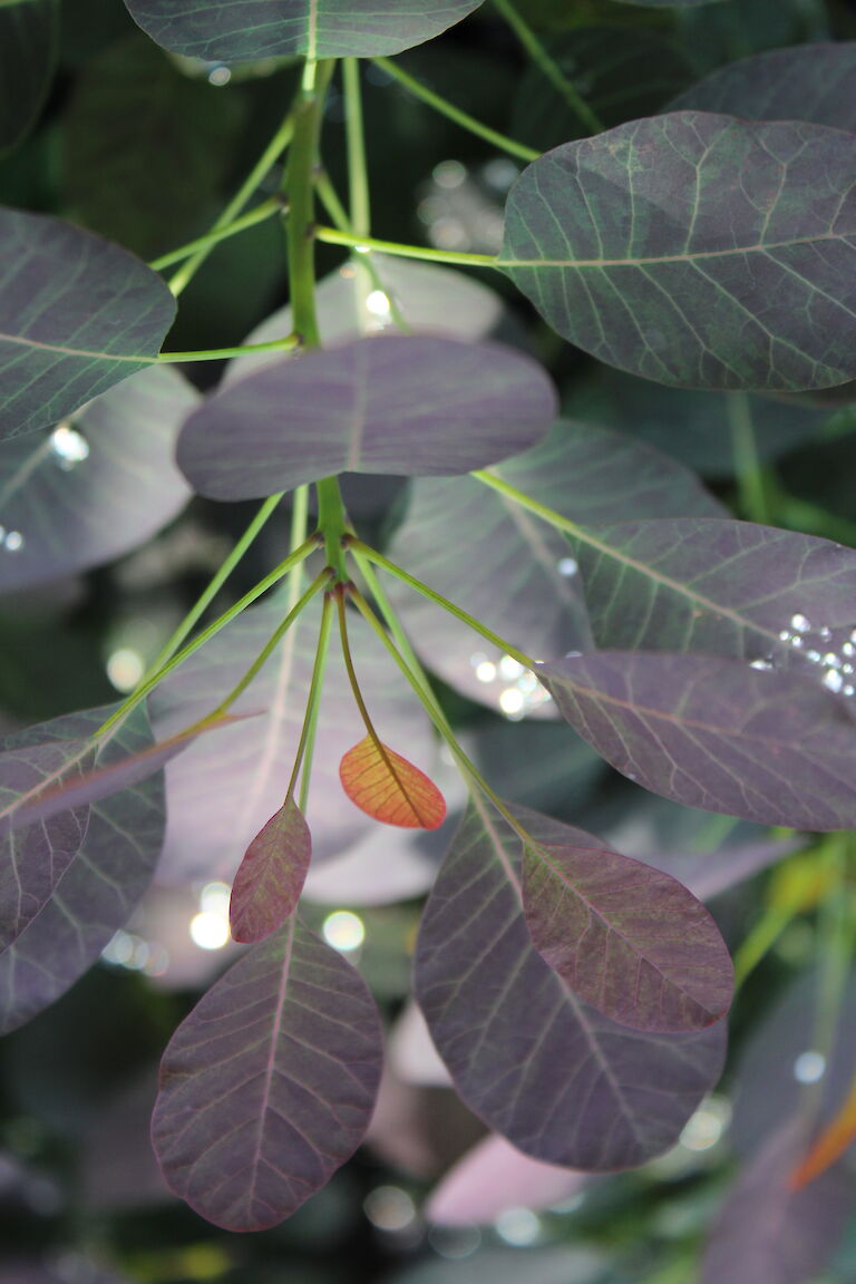 Cotinus coggygria 'Royal Purple'