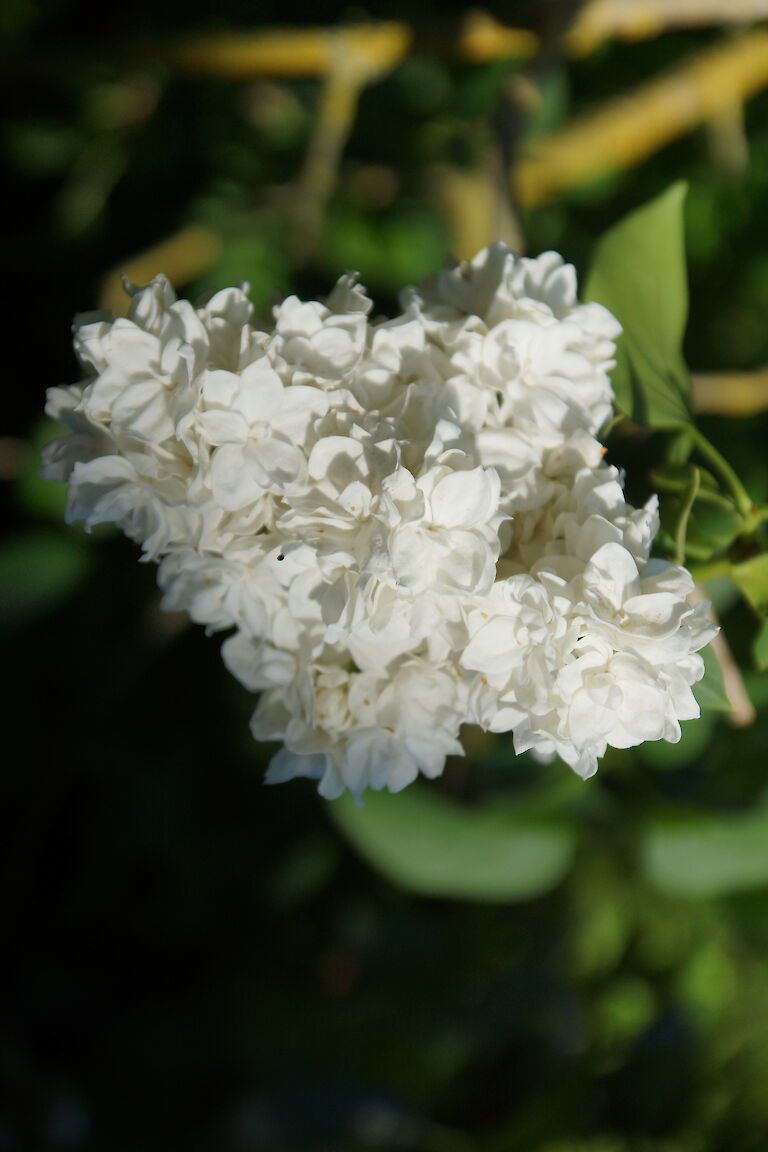 Syringa vulgaris 'Monique Lemoine'