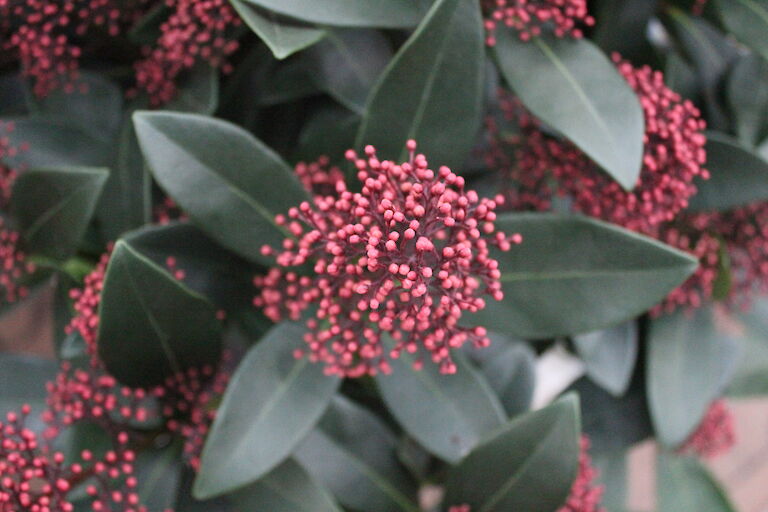 Skimmia japonica 'Rubella'