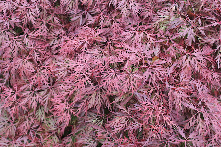 Acer palmatum 'Dissectum Garnet'