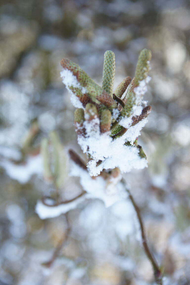 Corylus avellana 'Contorta' Winter