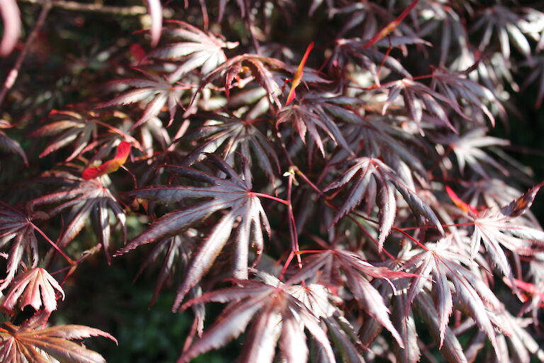 Acer palmatum