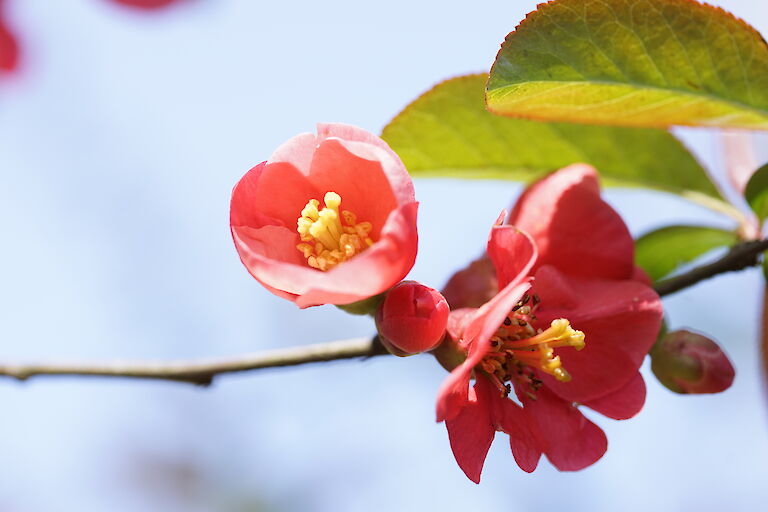 Chaenomeles japonica