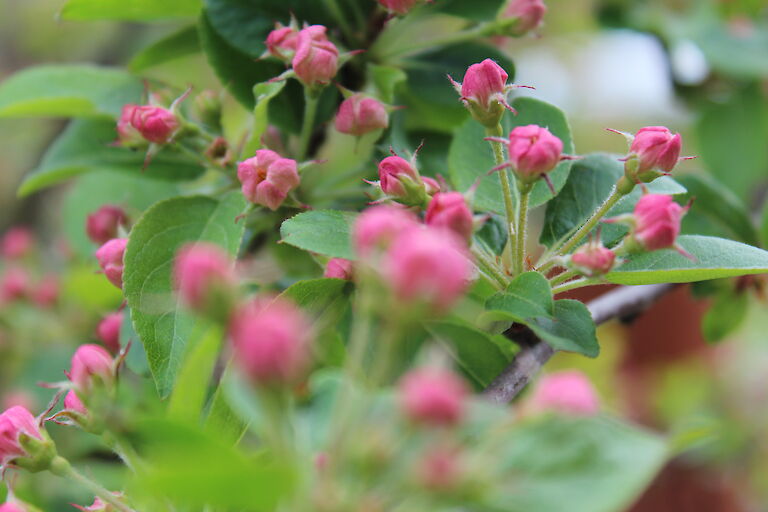 Malus Red Sentinel