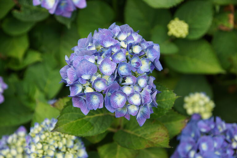 Hydrangea macrophylla